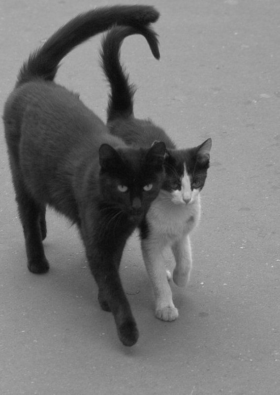 cat Смело, товарищи, в ногу!photo preview