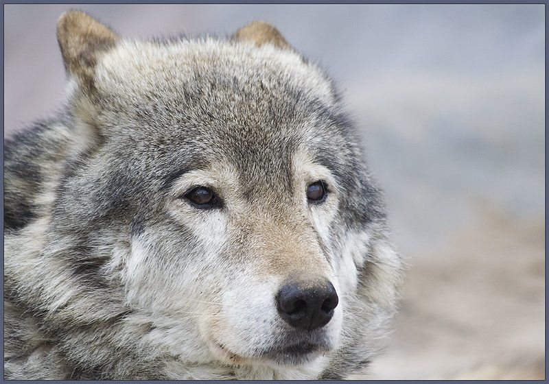 волк, хищник, дикий, зверь, волчица фея с глазами зверяphoto preview