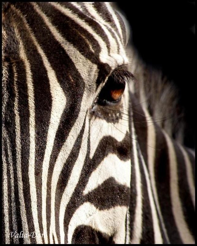 Чёрное на белом или наоборот...photo preview