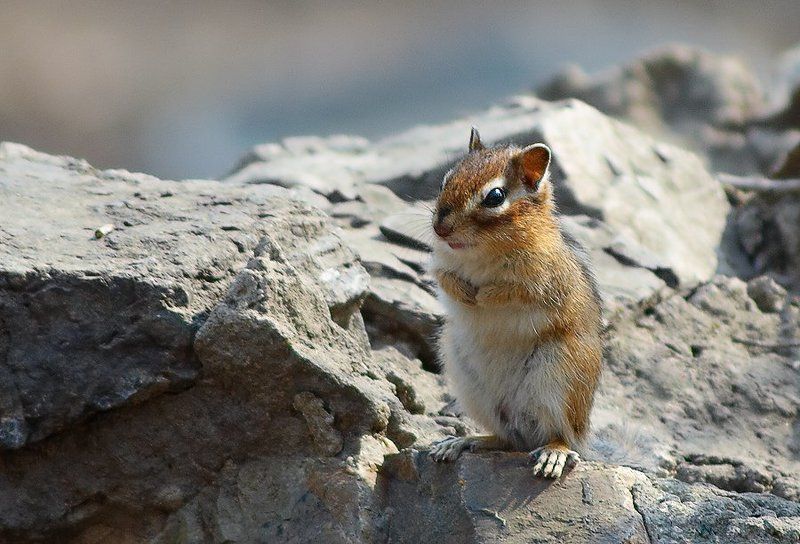 Погреть спинкуphoto preview