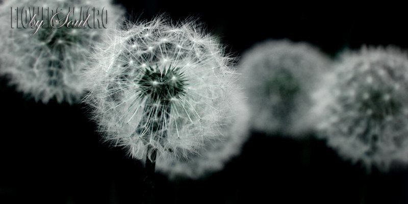 одуванчики пушистикиphoto preview