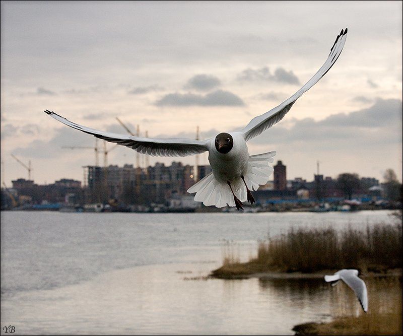 чайка photo preview