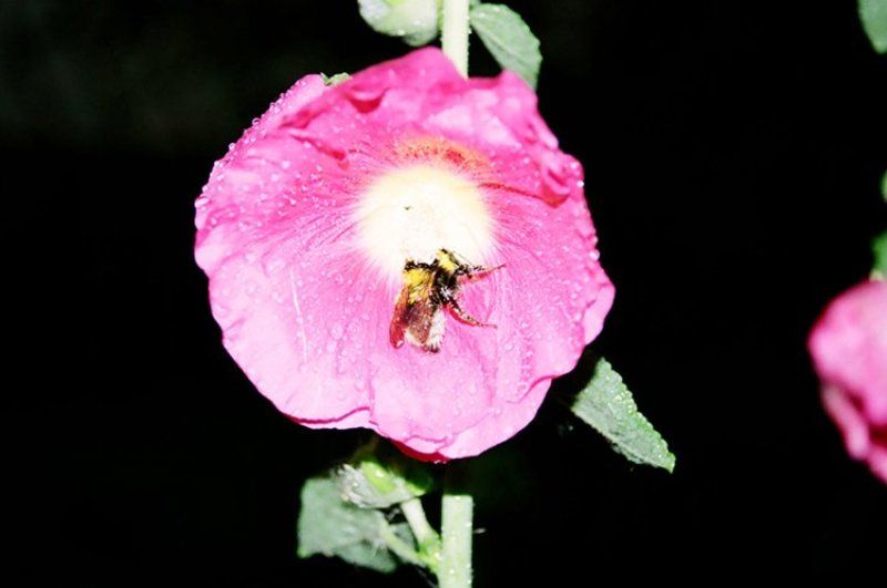 природа Мохнатый шмель, на \