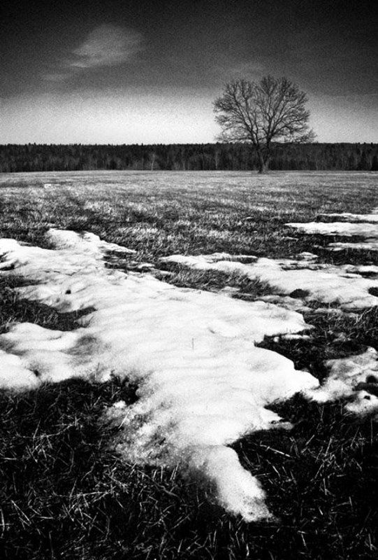 Черно-белая веснаphoto preview