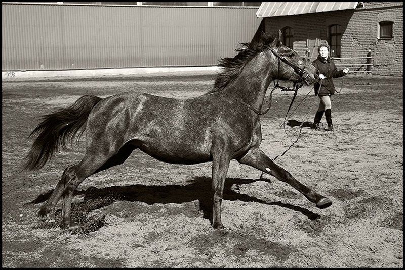 лошадь, конь, весна, крестовский, остров photo preview