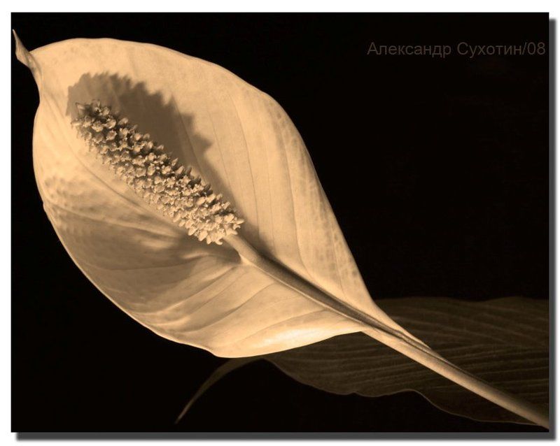 Ловец снов 2.photo preview