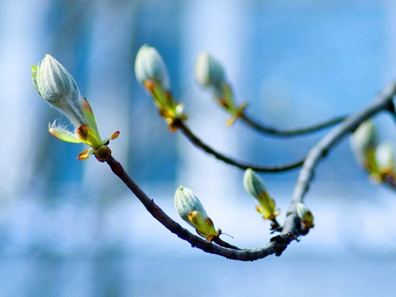 2008 апрель, курск, бутоны каштана Каштан проснулсяphoto preview