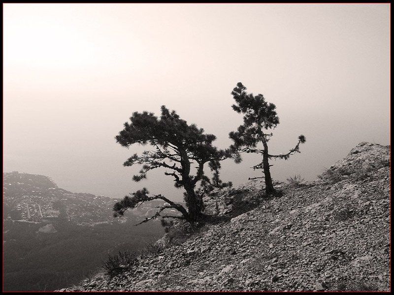 сосны, обрыв Над пропастьюphoto preview