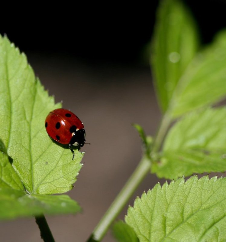 божья коровка коровкаphoto preview