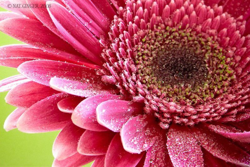 макро Макро-мокро!photo preview