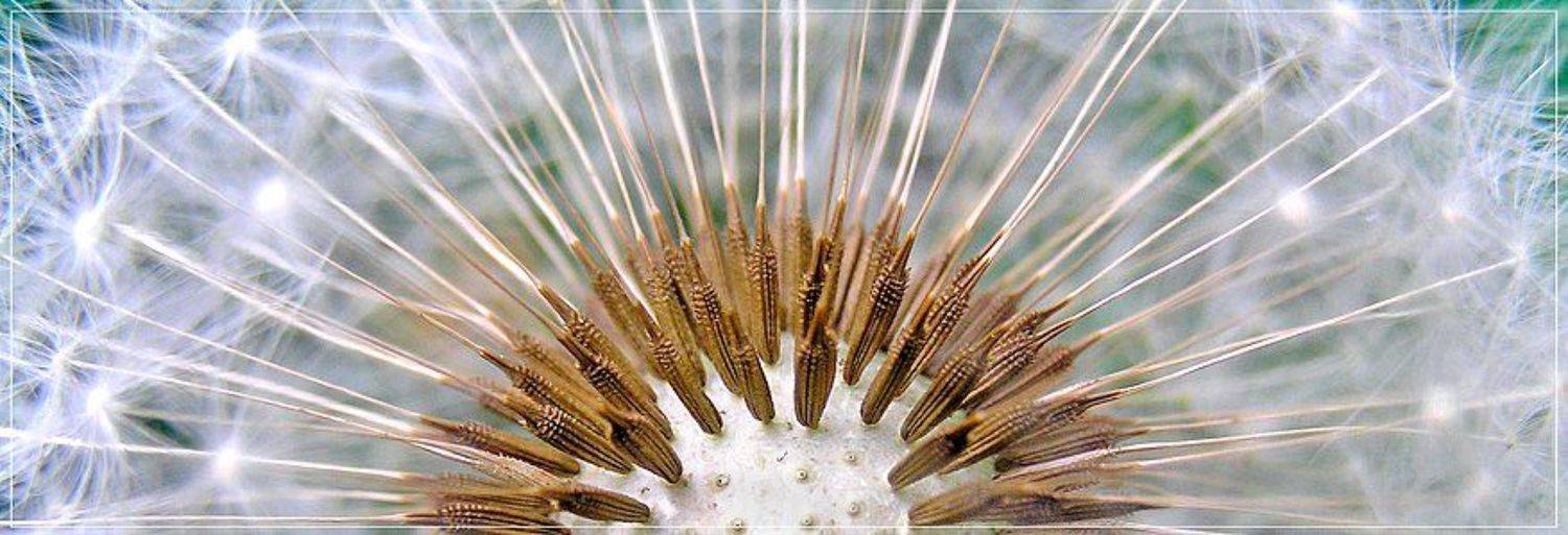 одуванчик, Лена