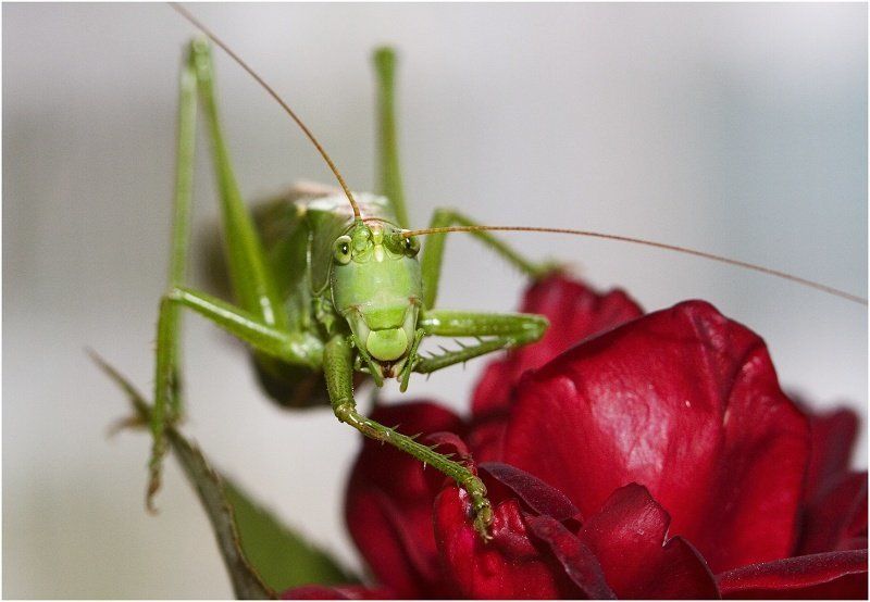 КУЗНЕЧИКphoto preview