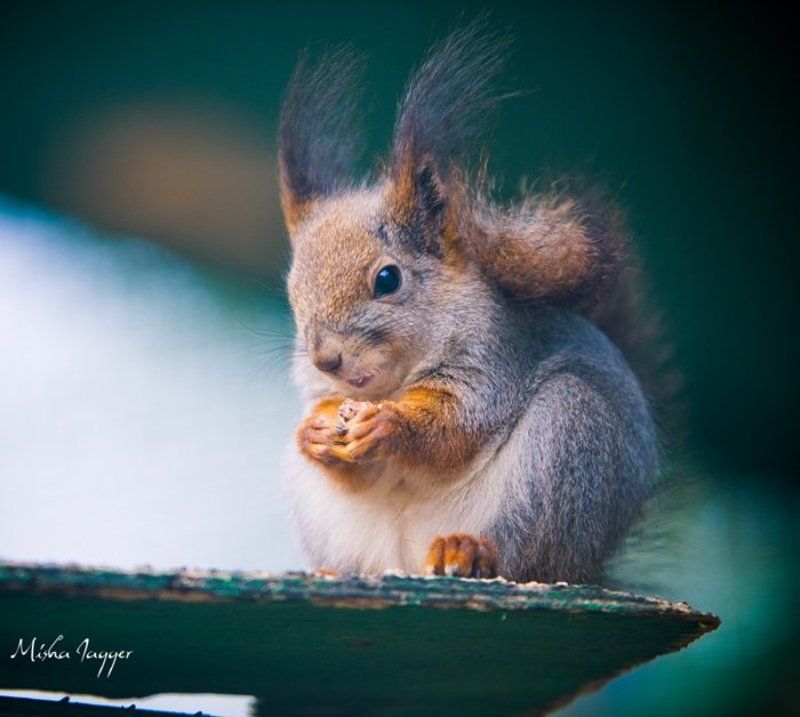 О том, как я словил белочку.photo preview