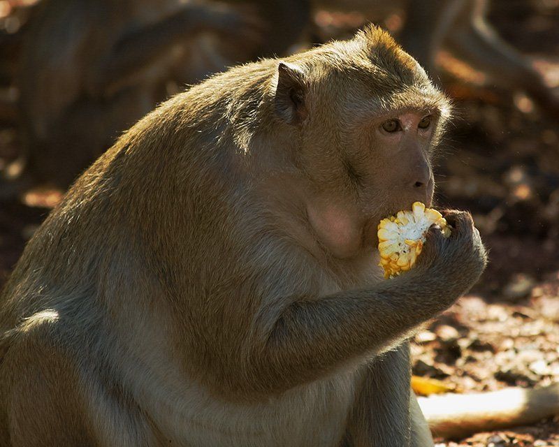 обезьяна Перекусphoto preview