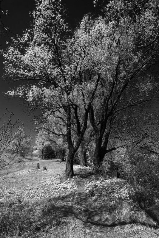 псевдо ик, сон ****photo preview