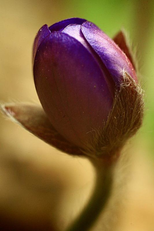 природа,макро,весна,цветы photo preview