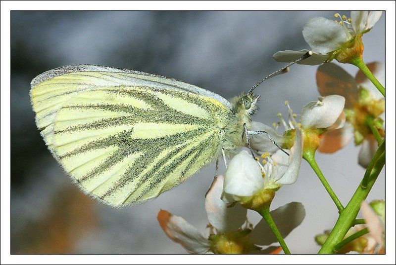 макро,бабочка photo preview