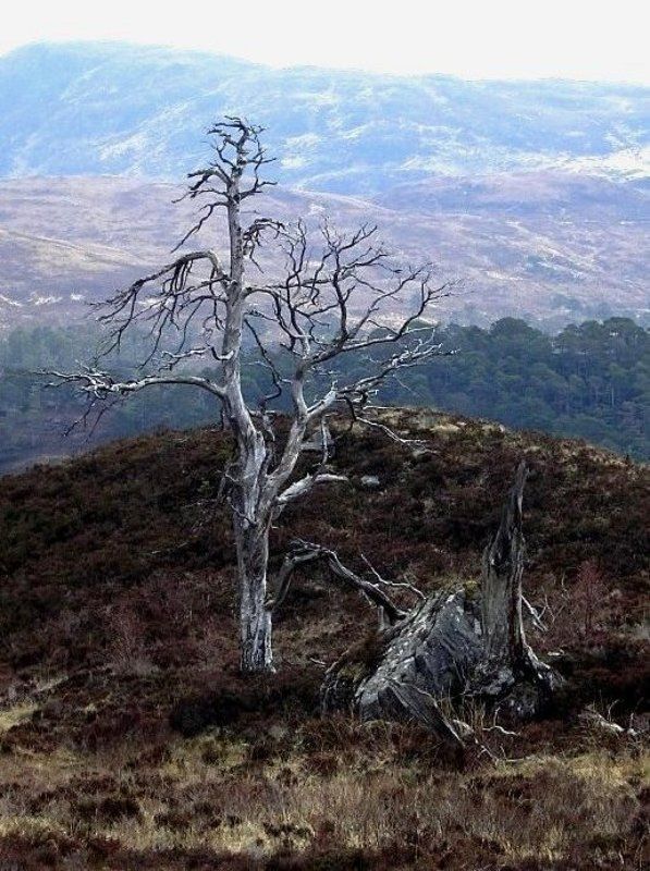 анчарphoto preview