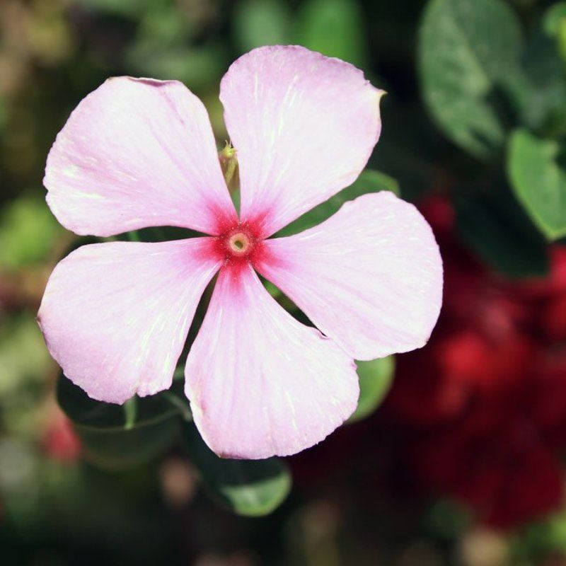 звездочкаphoto preview