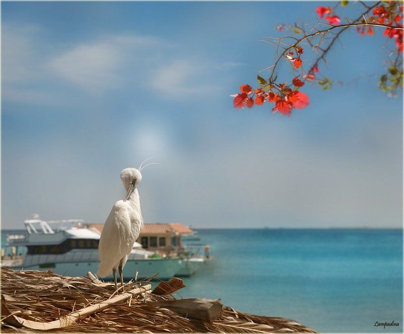 хургада, цапля Стеснительный цапель)photo preview