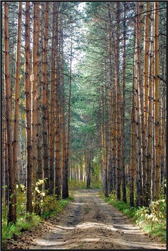Ароматная дорога
