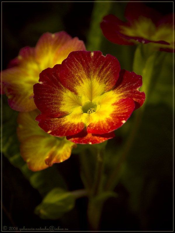 первоцвет, цветок, примула Примулаphoto preview