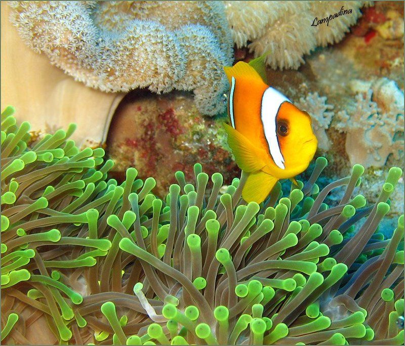актиния, амфиприон, красное море В гостях у Немо)photo preview