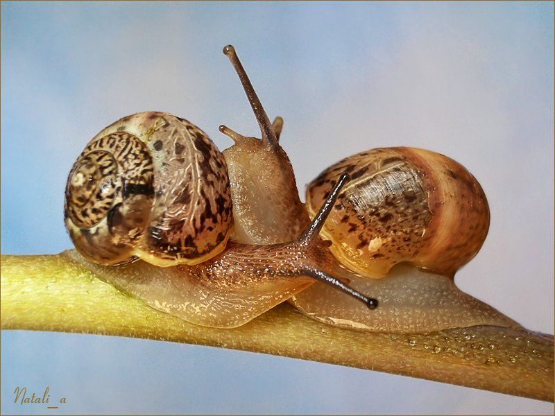 улитка, виноградная, весна photo preview