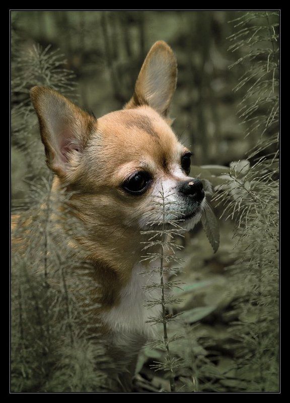 чихуахуа, акела, охота Не промахнись, Акела!photo preview