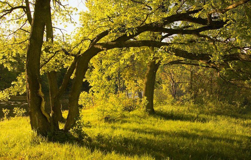 деревья Под сенью деревьевphoto preview