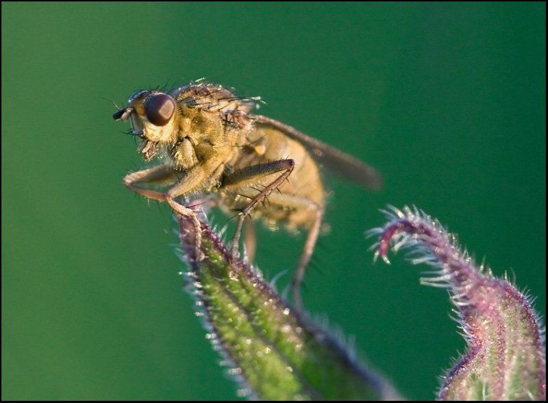 Я-МУХАphoto preview