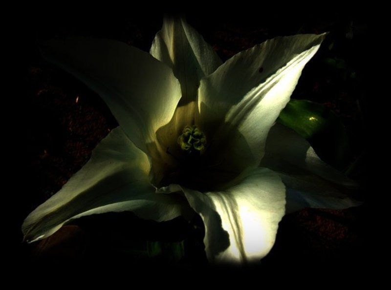 весна,природа,цветы photo preview