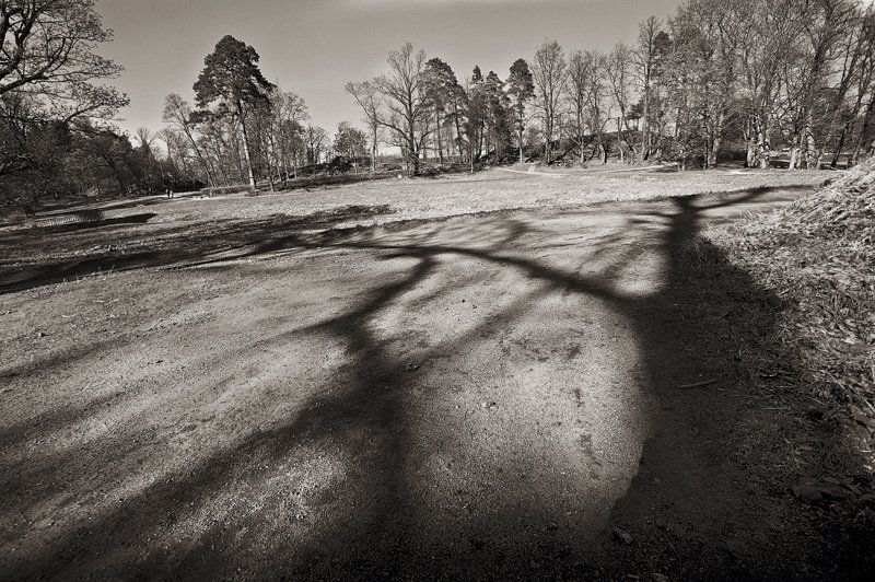 парк монрепо,тени Тени Монрепоphoto preview