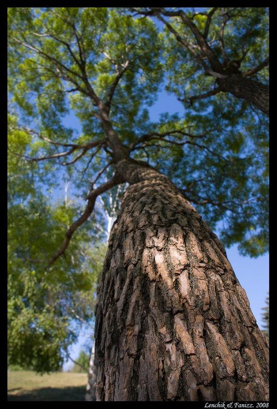 ветка быть белкой ...photo preview