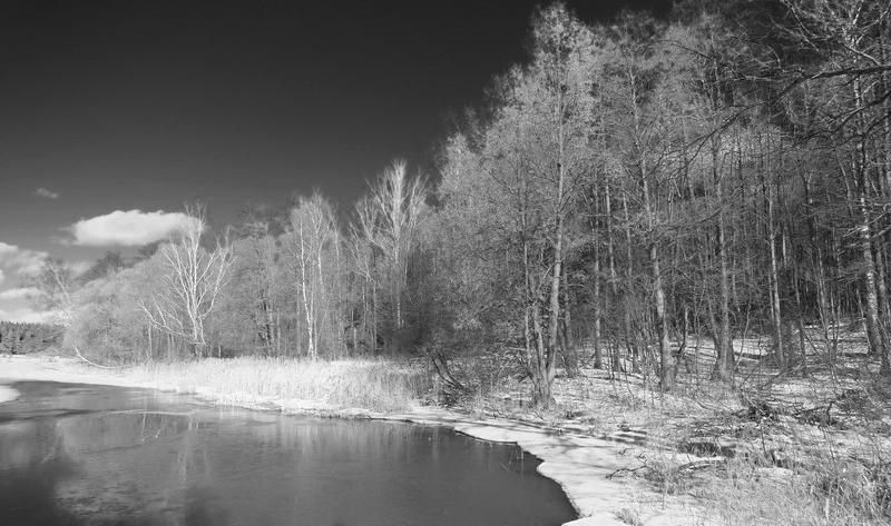 Весенний лесphoto preview