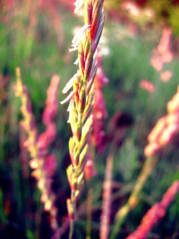 it won\'t be soon before longphoto preview