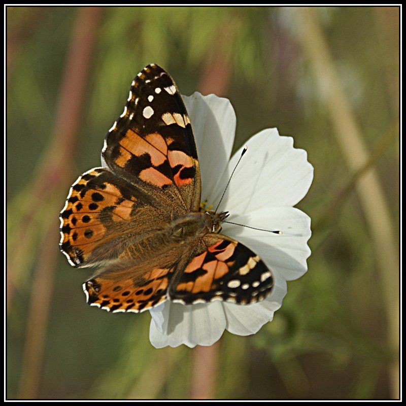 макро, бабочка Охота на бабочекphoto preview