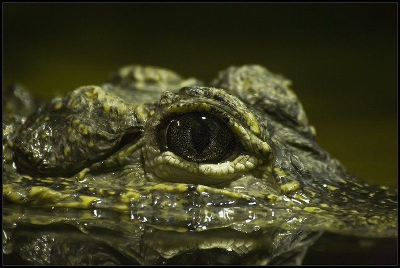 глаз, крокодила окоphoto preview