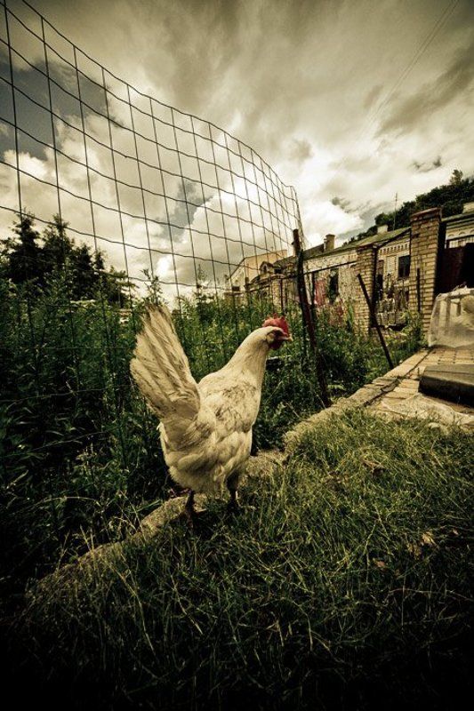 курица, живущая, в городе городская :)photo preview