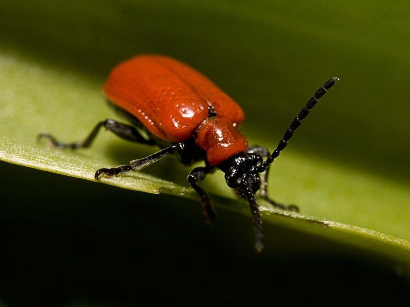 тока б не упасть... photo preview