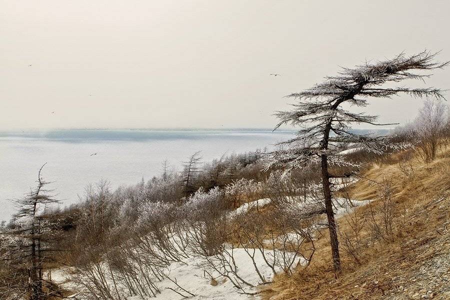 sirfisher магадан гертнера, Sir Fisher