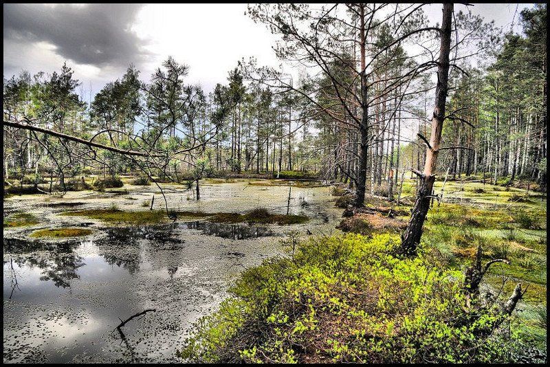 кемери, болото, торфяники Все чудесатее и чудесатее... (Льюис Керрол)photo preview
