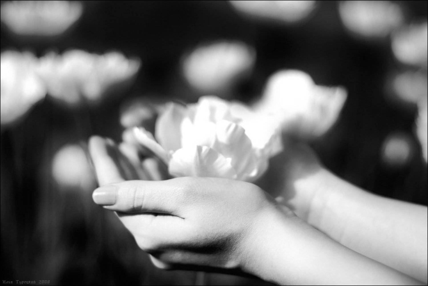 рождение, белого, цвета, Илья Турецкий