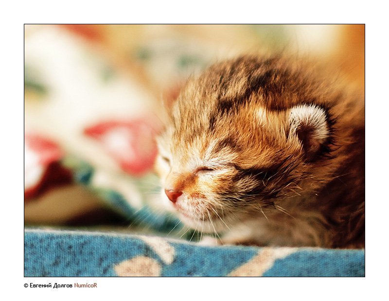 котенок, утро, солнце ***photo preview