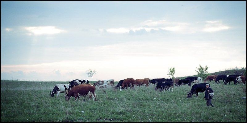 пастух, стадо Мужчина и женщиныphoto preview