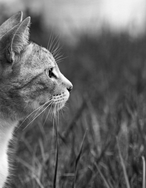 кот, котов,  взгляд, профиль, ч/б взглядphoto preview