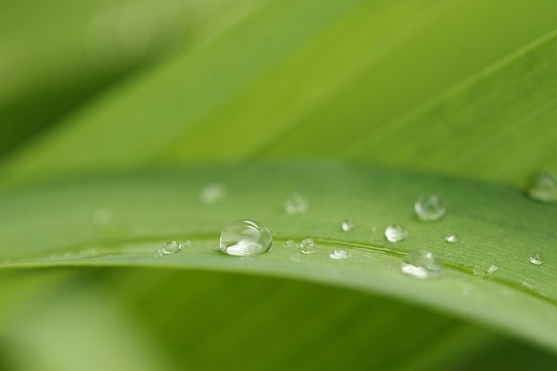 роса, капля, после дождя, зелень утренняяphoto preview