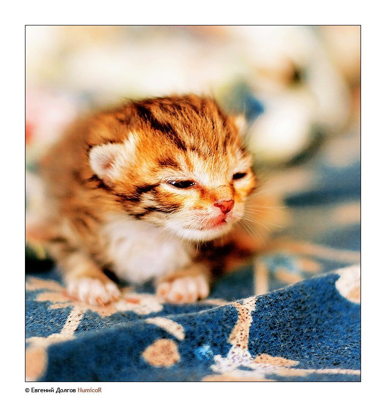 котенок, утро, солнце ***photo preview