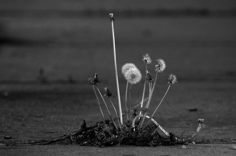 одуванчик, цветы, бетон, город Городские джунглиphoto preview