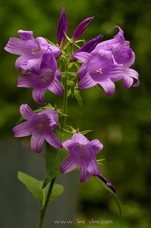 день,рождениеа,владимирова,цветы,праздник,флора С Днем Рождения Веруньчик!photo preview